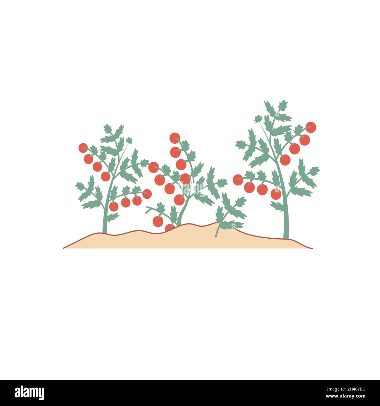 Piantine di pomodori cartoni in giardino, fattoria ecologica, agricoltura concetto di illustrazione vettoriale Illustrazione Vettoriale