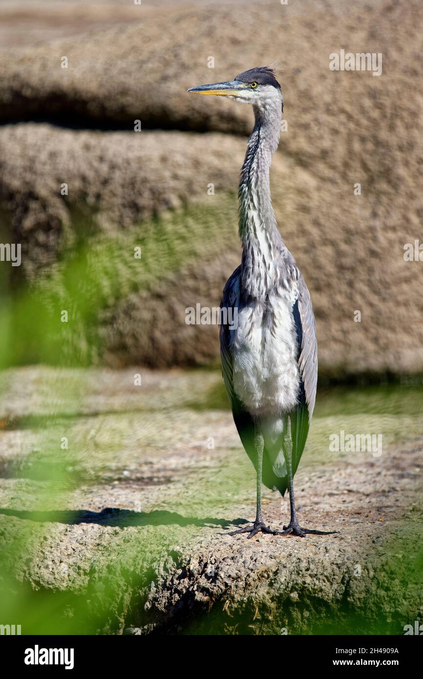 Airone grigio immaturo - Ardea cinerea Foto Stock