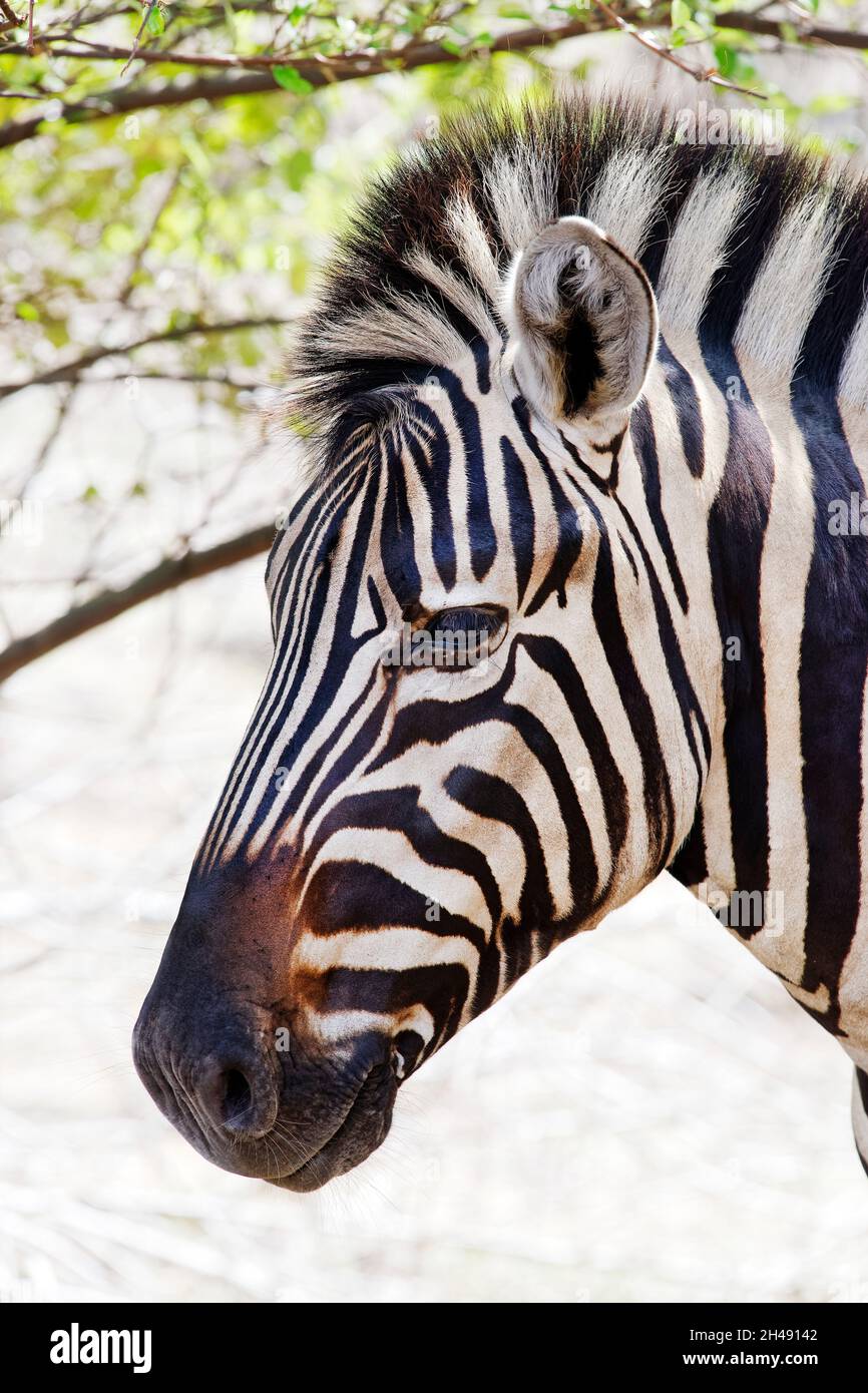 Zebra di Burchell - Equus burchelli Foto Stock