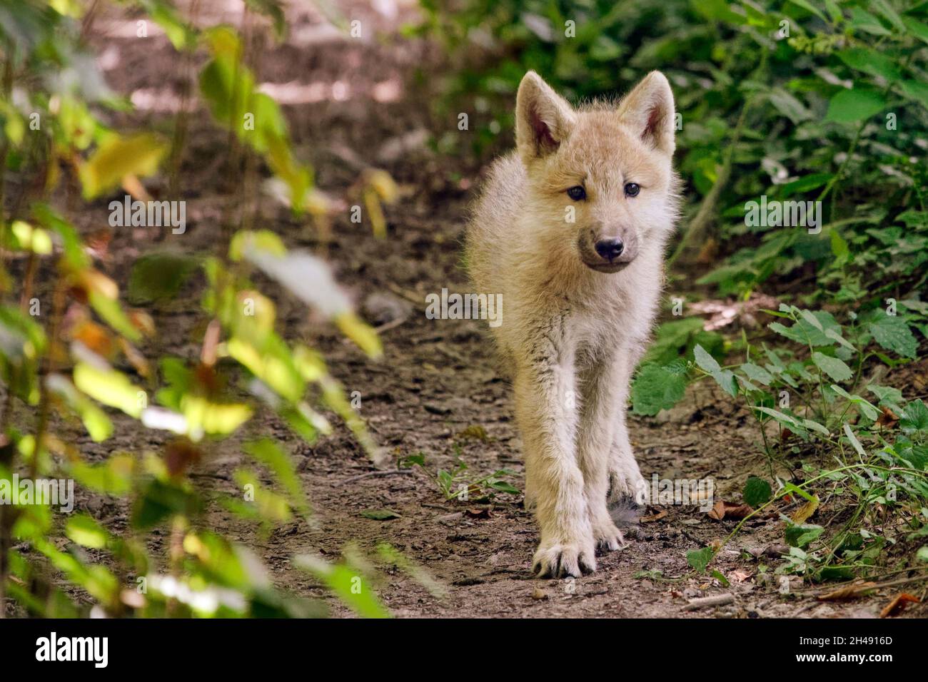 Cucciolone artico - Canis lupus artos Foto Stock
