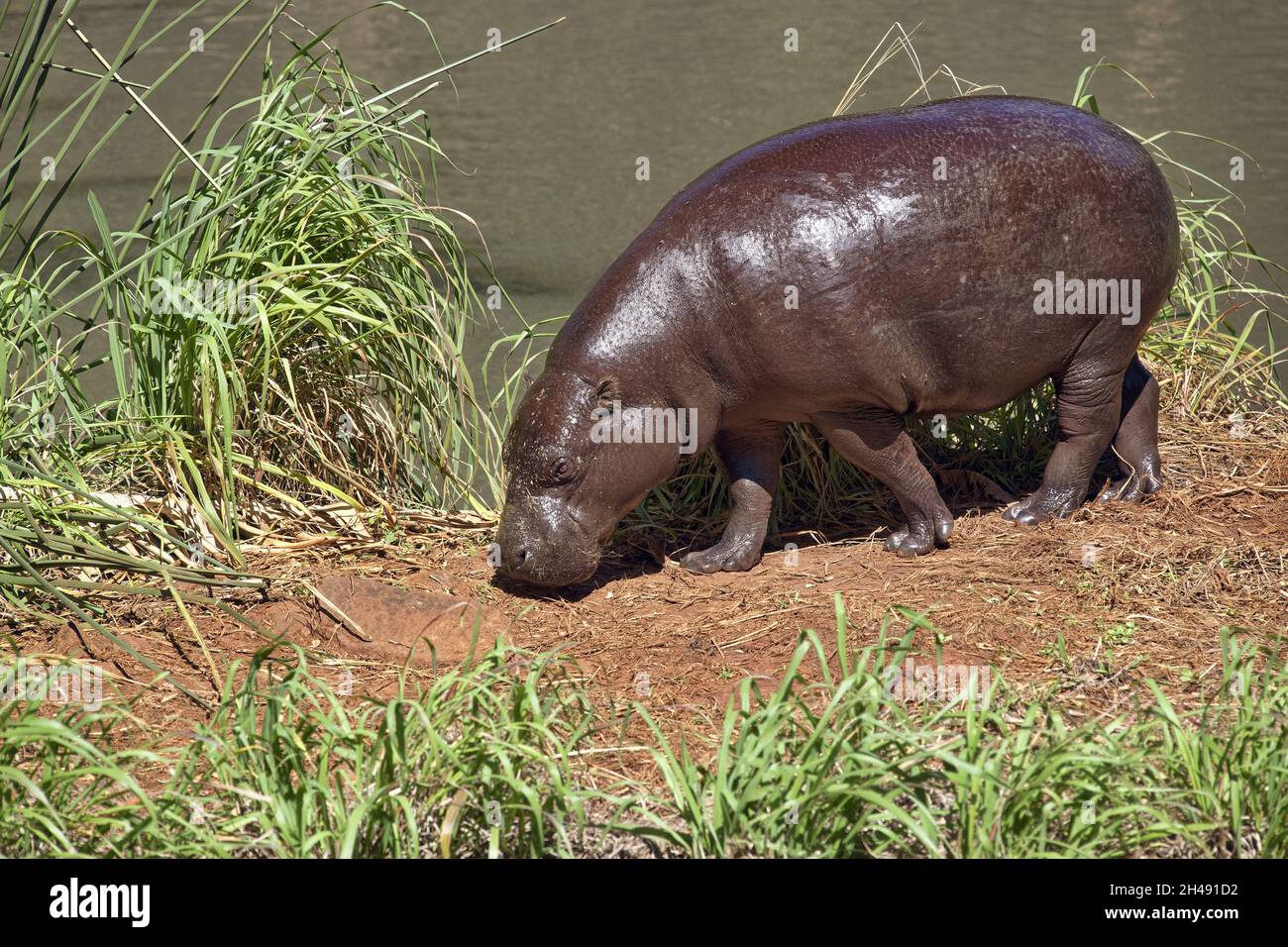Ippopotamo pigmeo - Choeropsis liberiensis / Hexaprotodon liberiensis Foto Stock