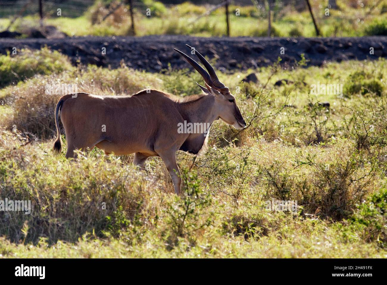 Terra comune - Taurotragus oryx Foto Stock