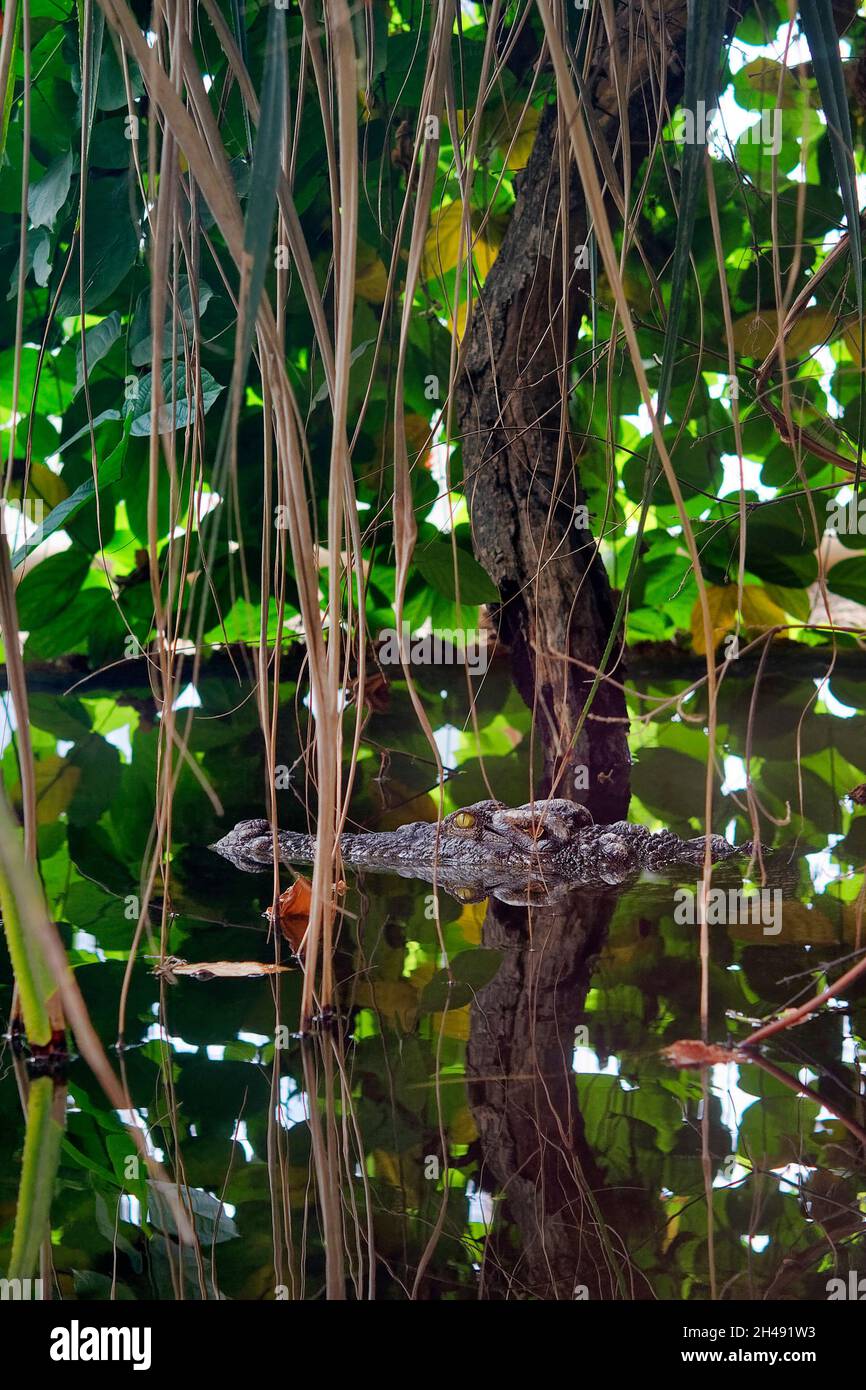 Coccodrillo siamese - coccodrillo siamensis Foto Stock