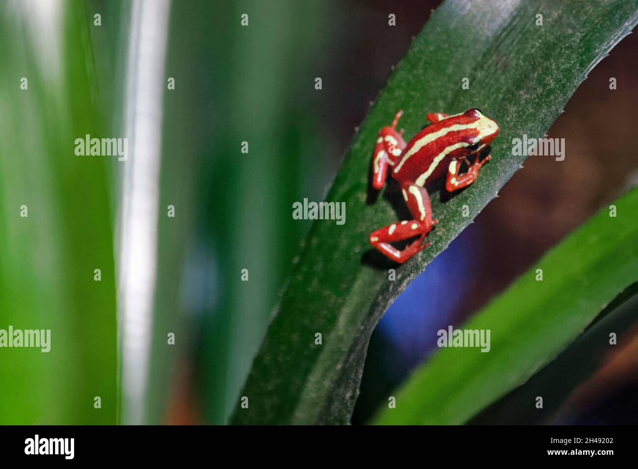 La rana avvelenata di Anthony - Epipedobates anthonyi Foto Stock