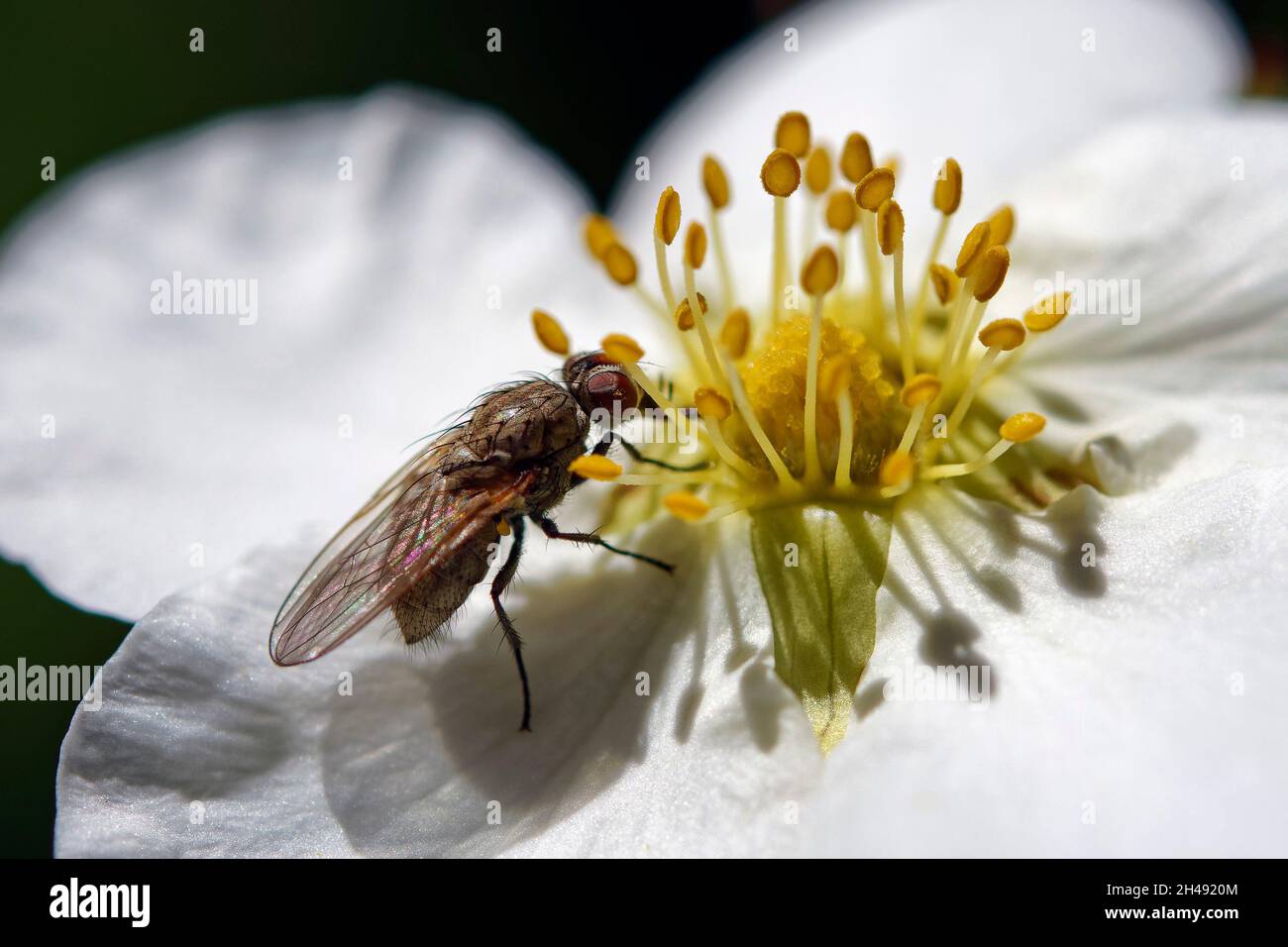 Flesh fly - Sarcophaga sp. (?) Foto Stock