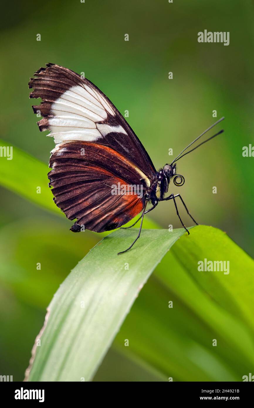 Farfalla Tiger a farfalla lunga - Helionius hecale Foto Stock