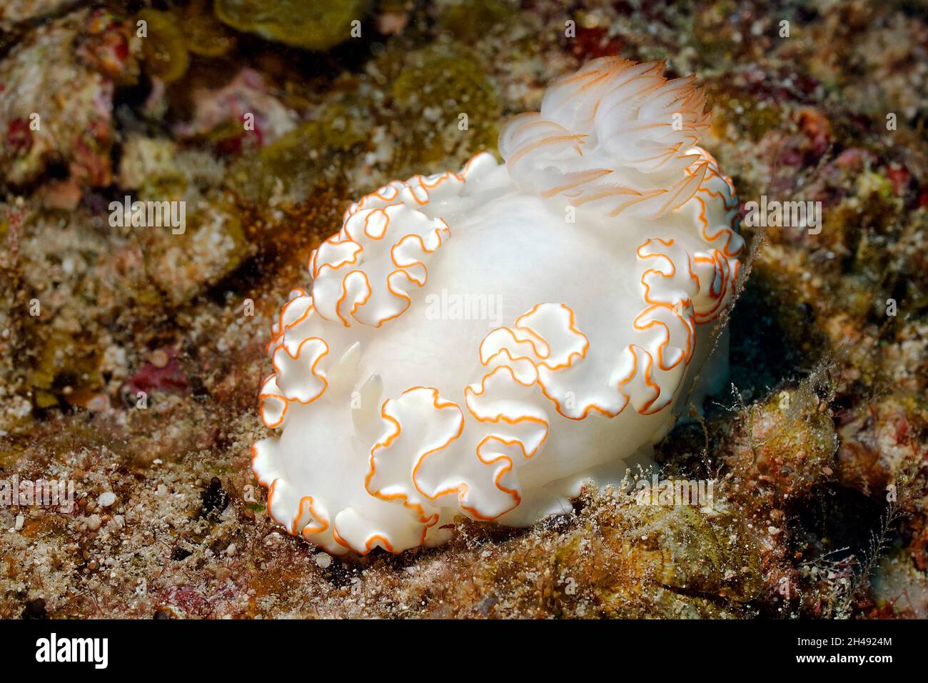glossodoris nudibranch simmetrico - Glossodoris sp. Foto Stock