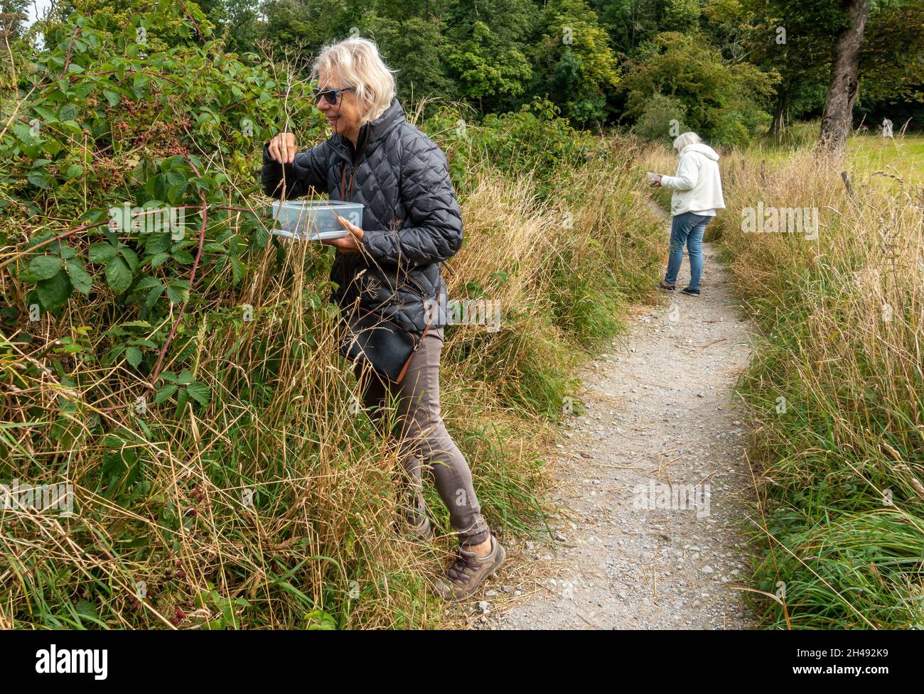 Le donne anziane blackberry picking nei hedgerows nel mese di agosto, Yorkshire, Regno Unito Foto Stock