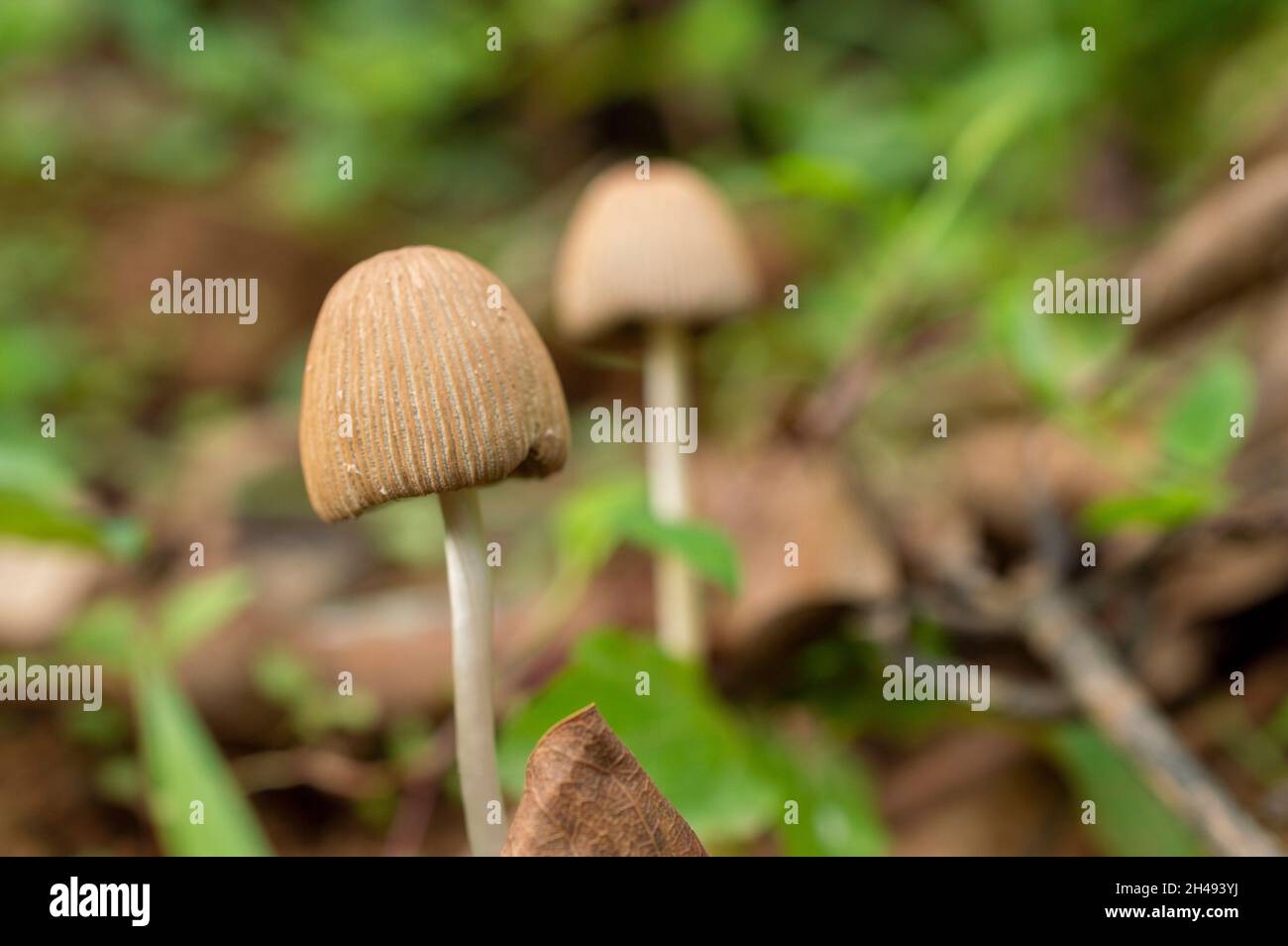 I funghi sono una ricca fonte a basso contenuto calorico di fibre, proteine e antiossidanti. Essi possono anche mitigare il rischio di sviluppare gravi condizioni di salute Foto Stock