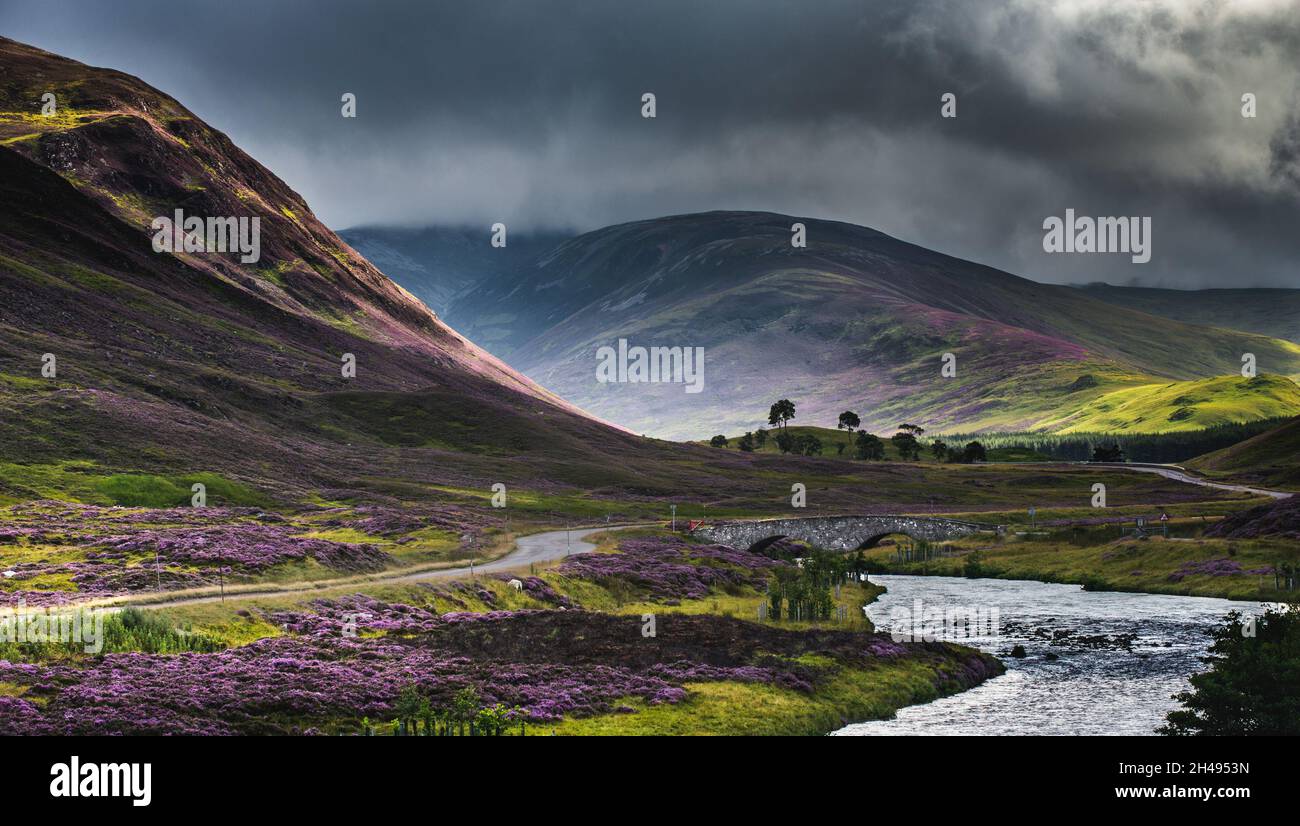 Sunshine su Scottish Heather on Hills, Glenshee, Scozia Foto Stock