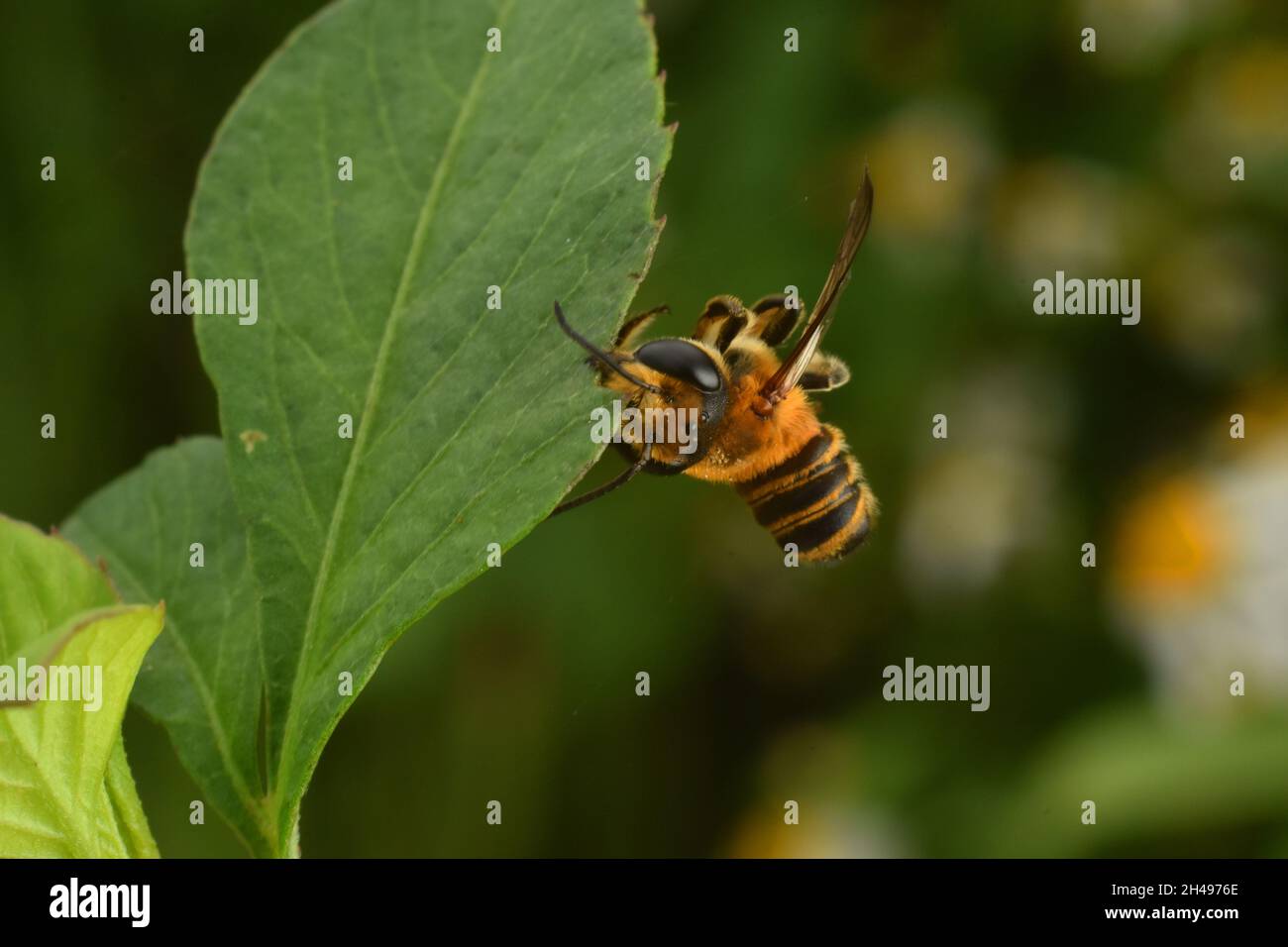 Una foglia di ape mordente mentre dormono nel pomeriggio. API sp. Foto Stock