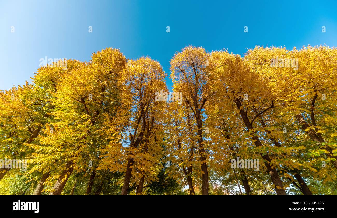 Alti alberi di tiglio con foglie colorate gialle e arancioni in autunno nella foresta vista dal basso verso il cielo blu Foto Stock