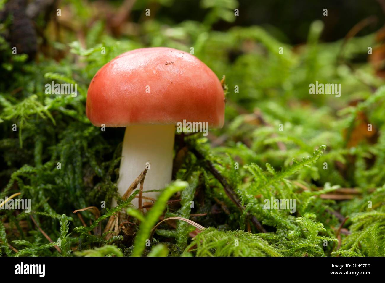 Il fungo di Sickener (Russula emetica), noto anche come Russula emetica o Russula di Vomiting in un bosco di conifere nelle colline di Mendip, Somerset, Inghilterra. Foto Stock