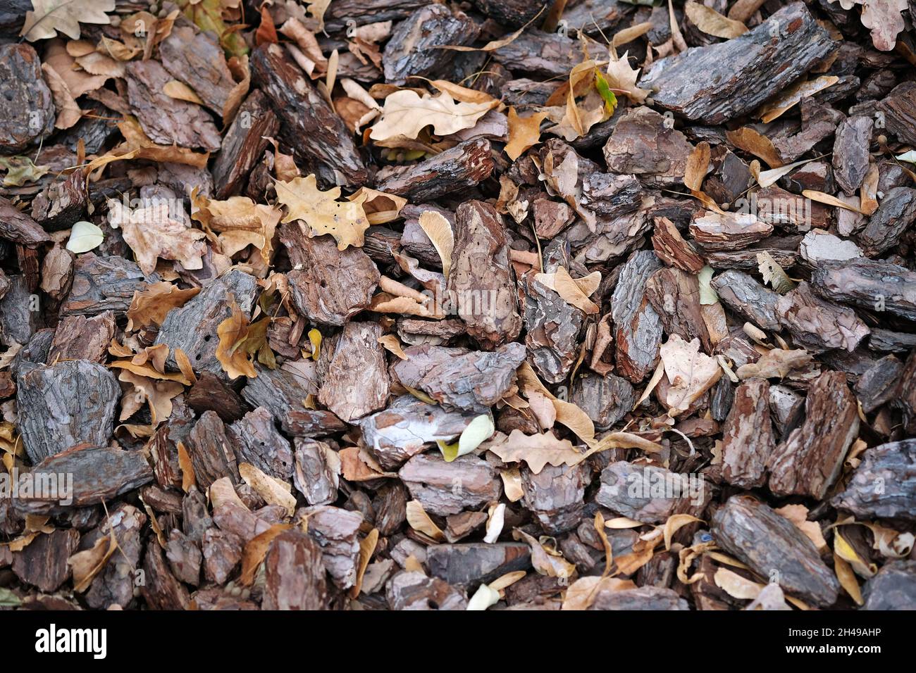 Pacciame di conifere di colore marrone nel parco in autunno. Corteccia di pino naturale, trucioli di legno vista dall'alto. Materiali decorativi per la progettazione di aiuole fiorite, paesaggistiche Foto Stock