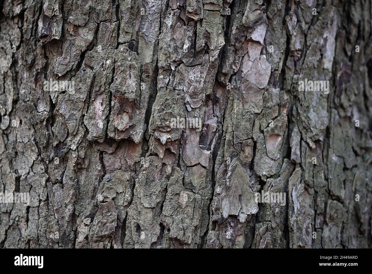 Abbaia di un vecchio albero vicino. Sfondo del tronco ad albero grande. Struttura della corteccia dell'albero. Sfondo naturale. Foto Stock