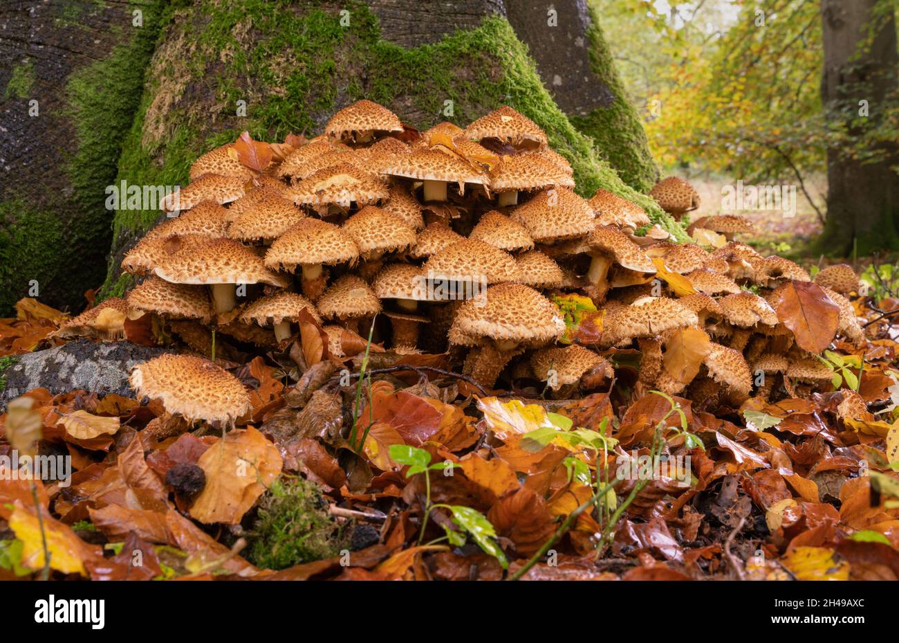 Scalycap Shaggy, squarrosa di Pholiota, groppa alla base di albero di faggio, autunno in Oxfordshire Foto Stock