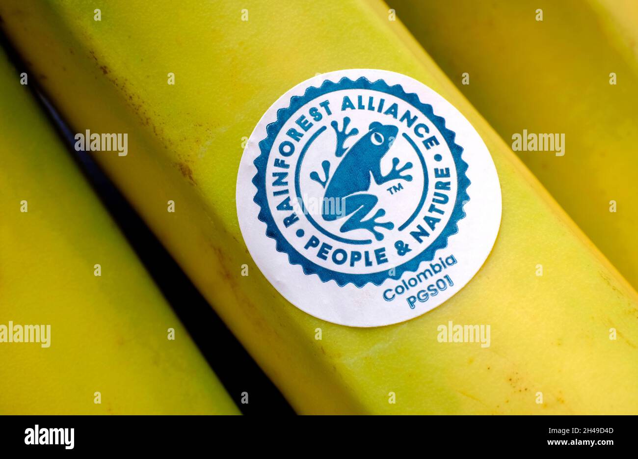 adesivo dell'alleanza della foresta pluviale sulla banana gialla Foto Stock
