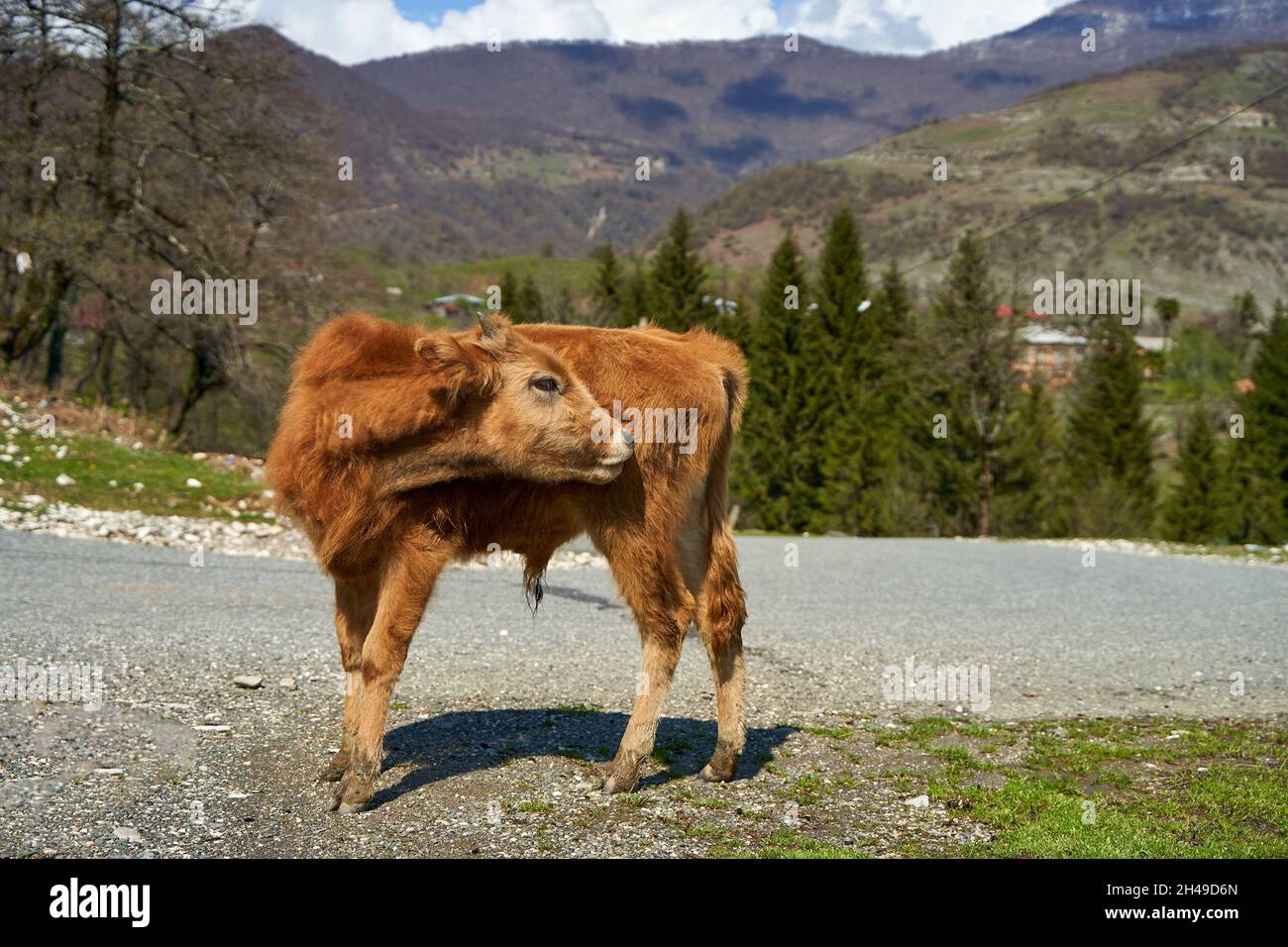 Una mucca pazza in un prato in montagna. Eccellente ecologia per le vacche da allevamento. Foto Stock