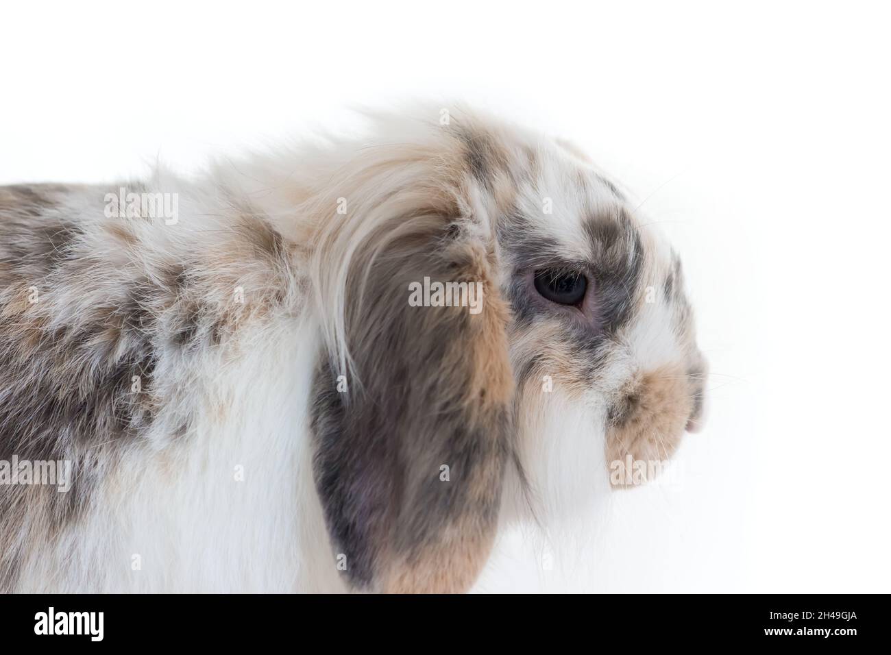 cute testa di coniglio punteggiato su sfondo bianco Foto Stock