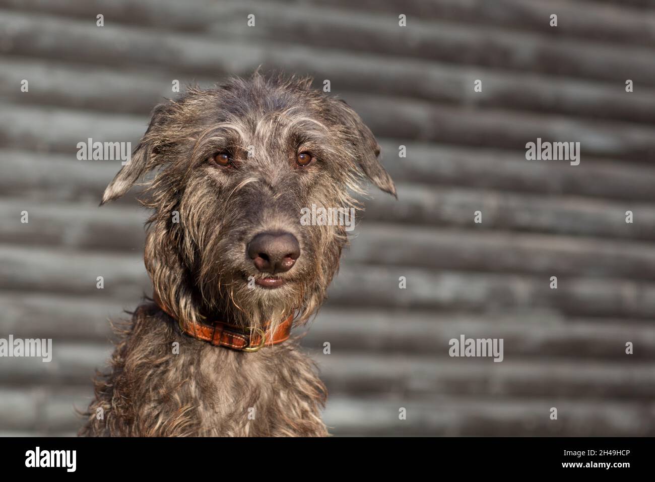 giovane deerhound scozzese Foto Stock