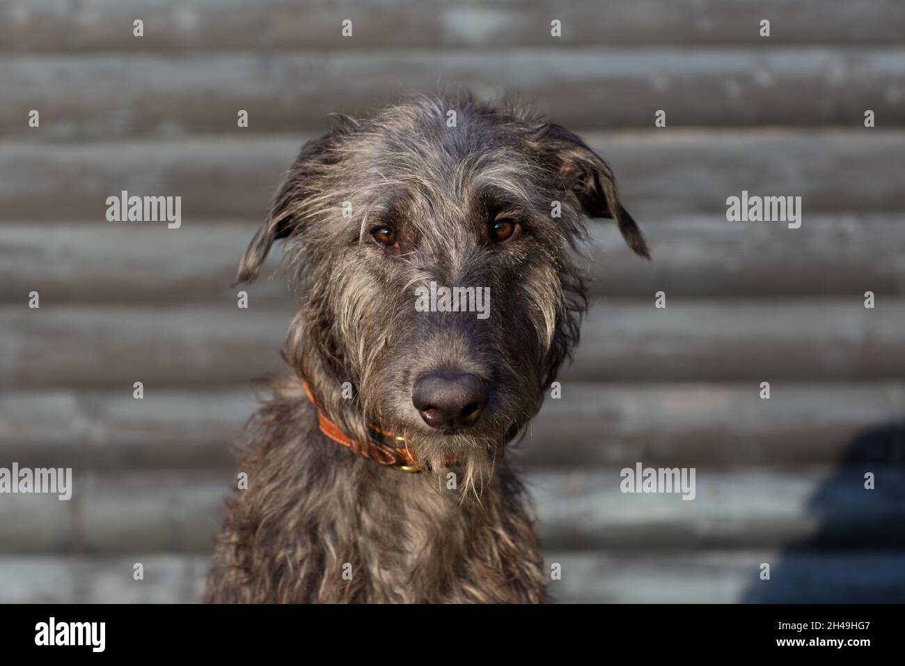 giovane deerhound scozzese Foto Stock