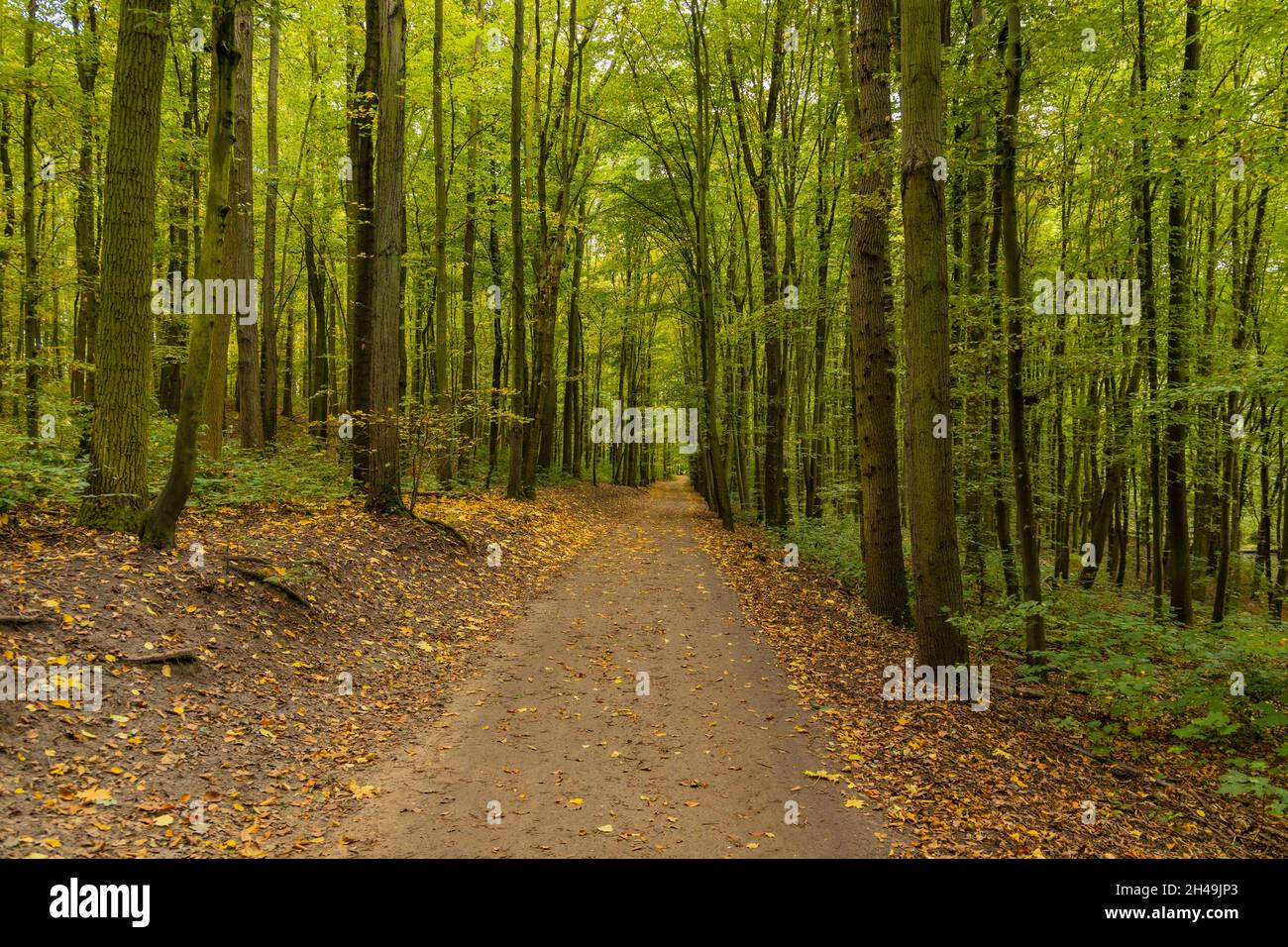 Lungo sentiero vuoto nel parco tra alti alberi sottili Foto Stock