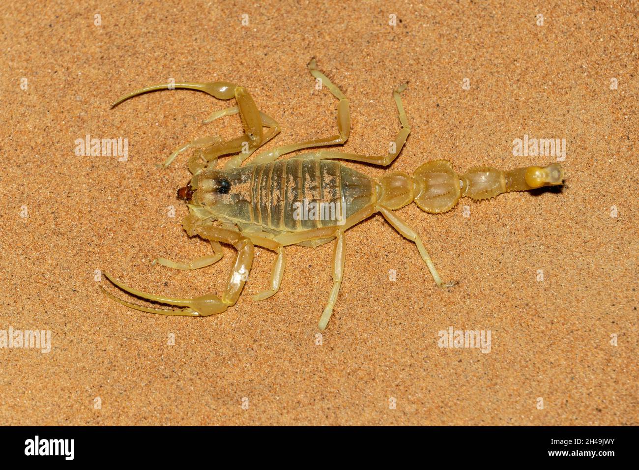 Scudo coda Scorpion (Apobubuthus pterygocercus) nel medio Oriente sulla sabbia di notte. (vista dall'alto) Foto Stock