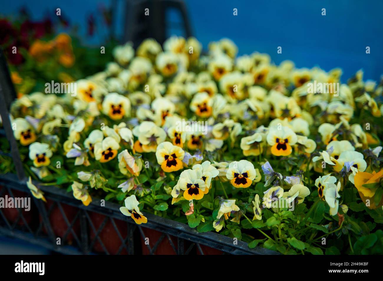 Pentole di piccoli fiori al coperto in un negozio di fiori. Fiore business. Foto Stock