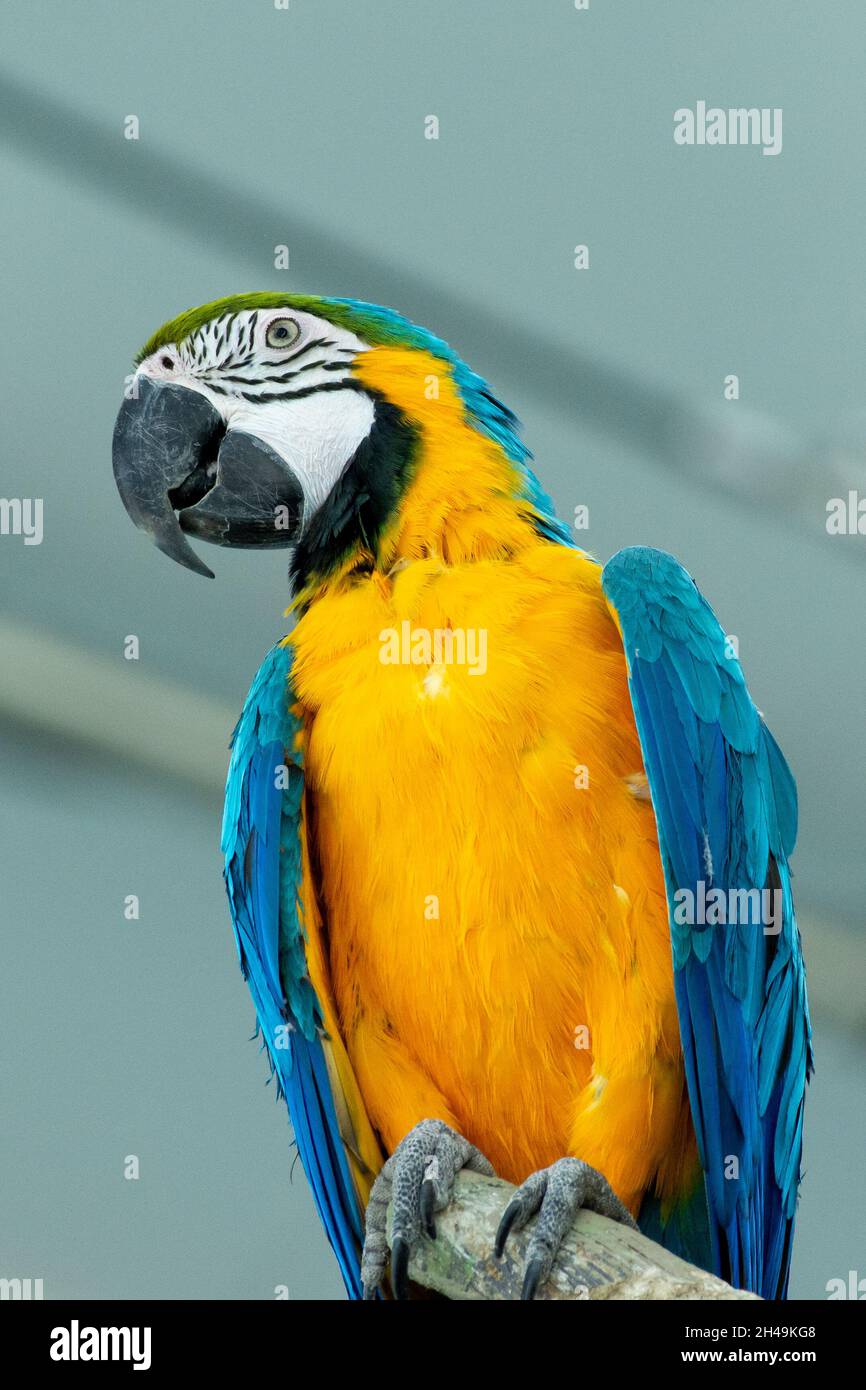 Un primo piano di un macaw blu e giallo (Ara ararauna), noto anche come il macaw blu e oro vivace pappagallo su in un albero (vista ritratto). Foto Stock