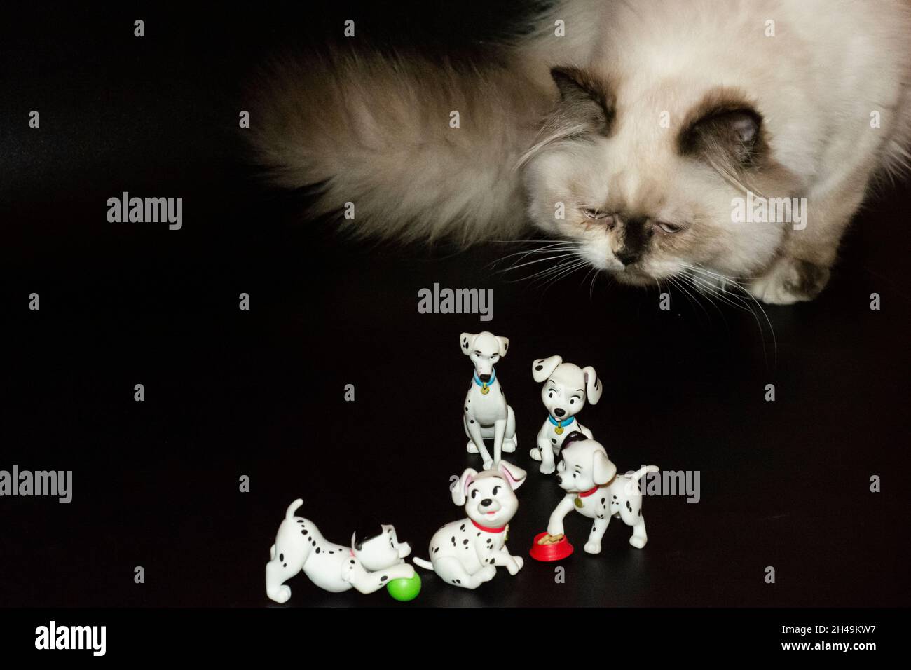 Un gatto playin su 101 figure dalmate Foto Stock