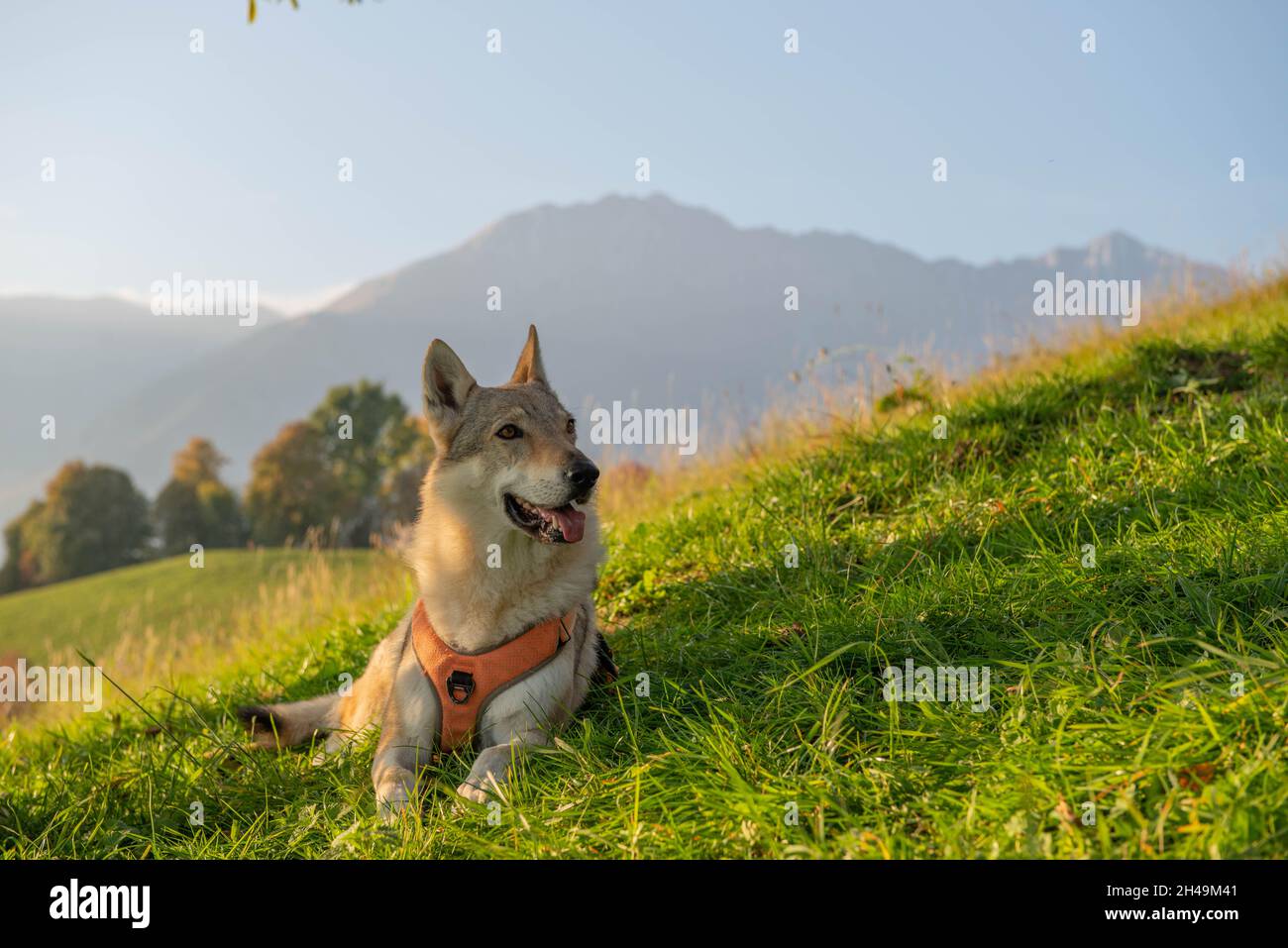 wolf cane sul sciolto in difesa della proprietà privata Foto Stock
