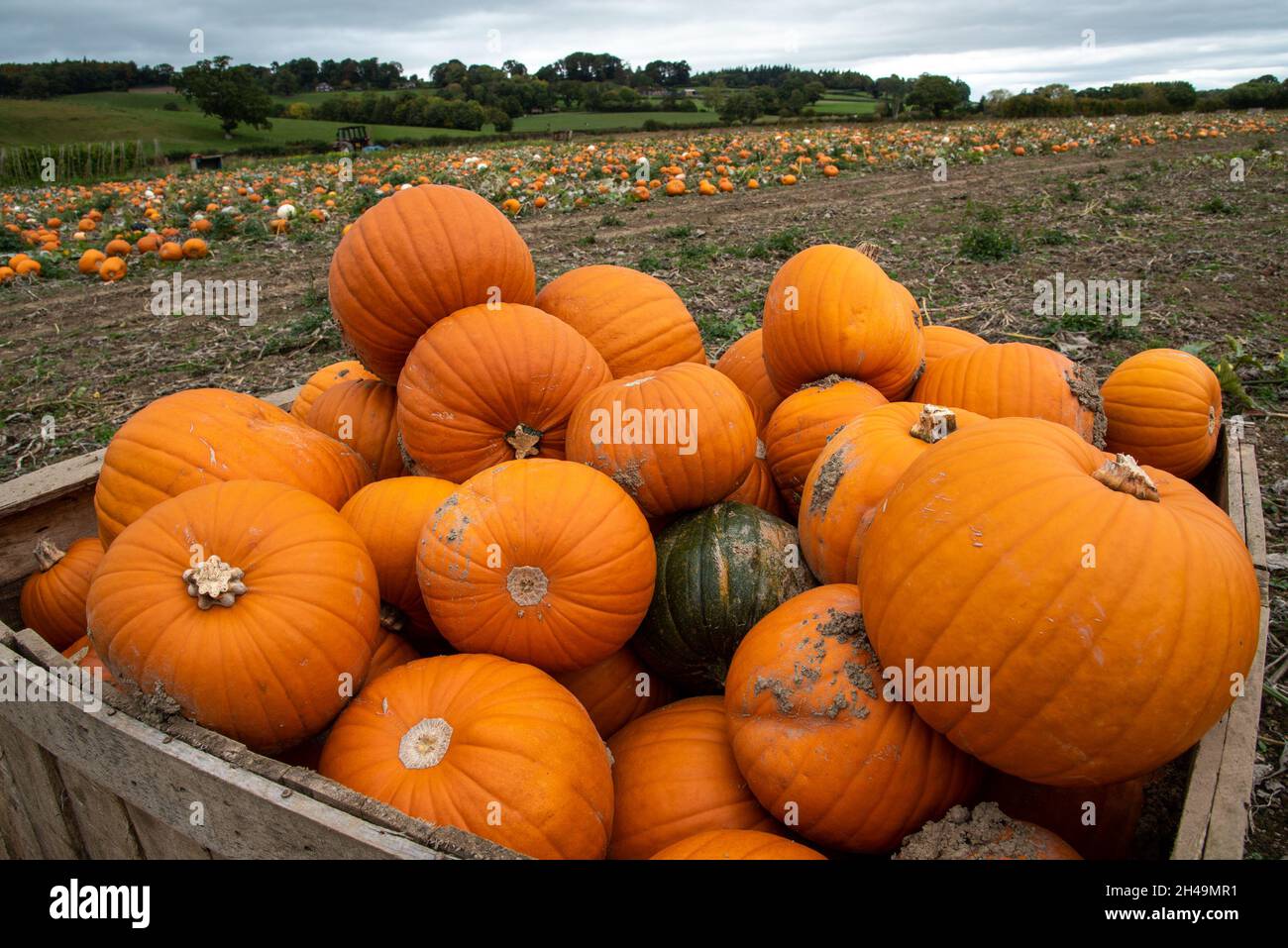 Zucche di Halloween, Welshpool, Powys. Foto Stock