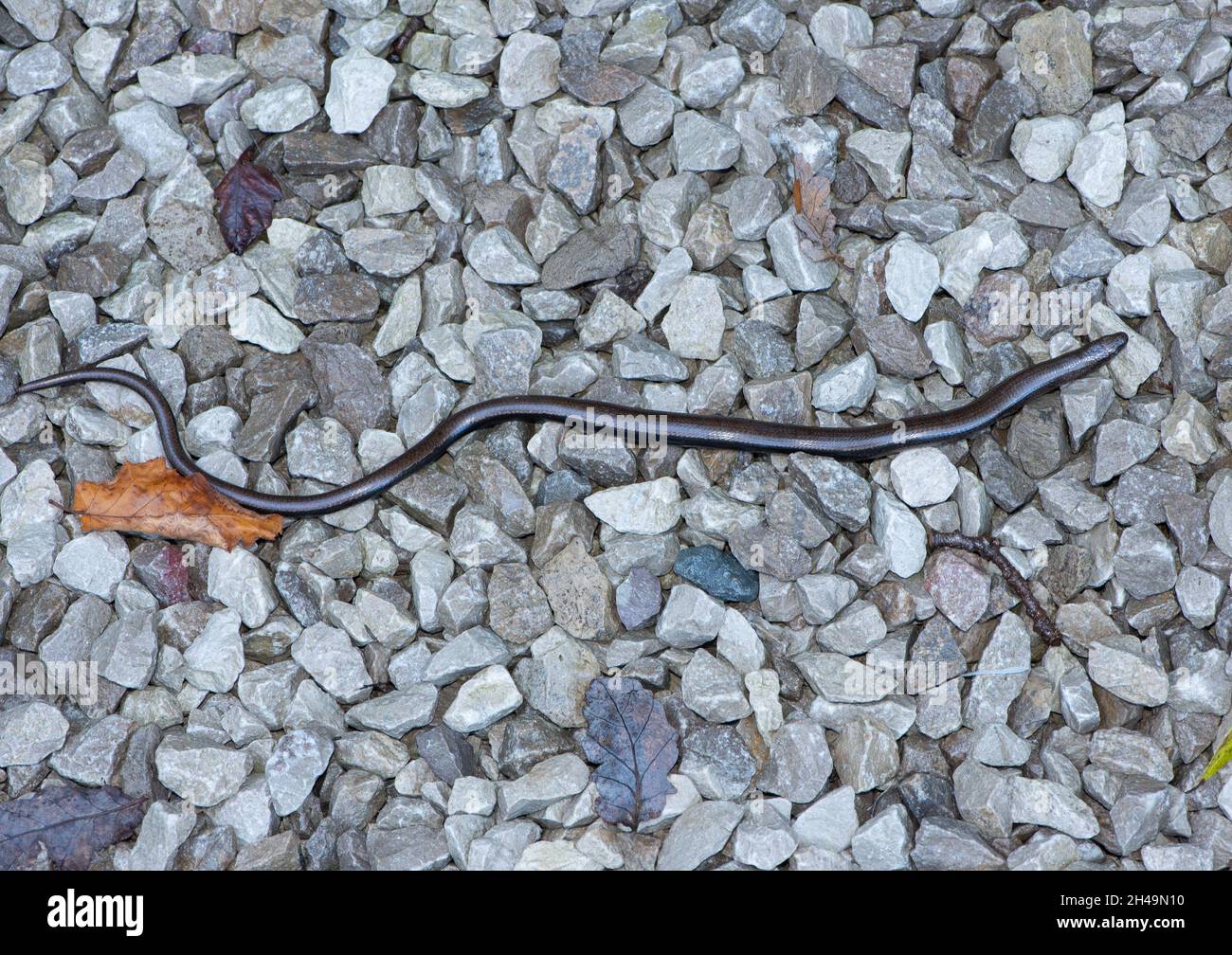 Un verme lento, Arnside, Milnthorpe, Cumbria, Regno Unito Foto Stock
