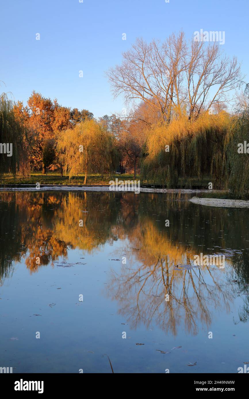 Parco in autunno, riflessi di alberi dai colori fooliage nell'acqua Foto Stock