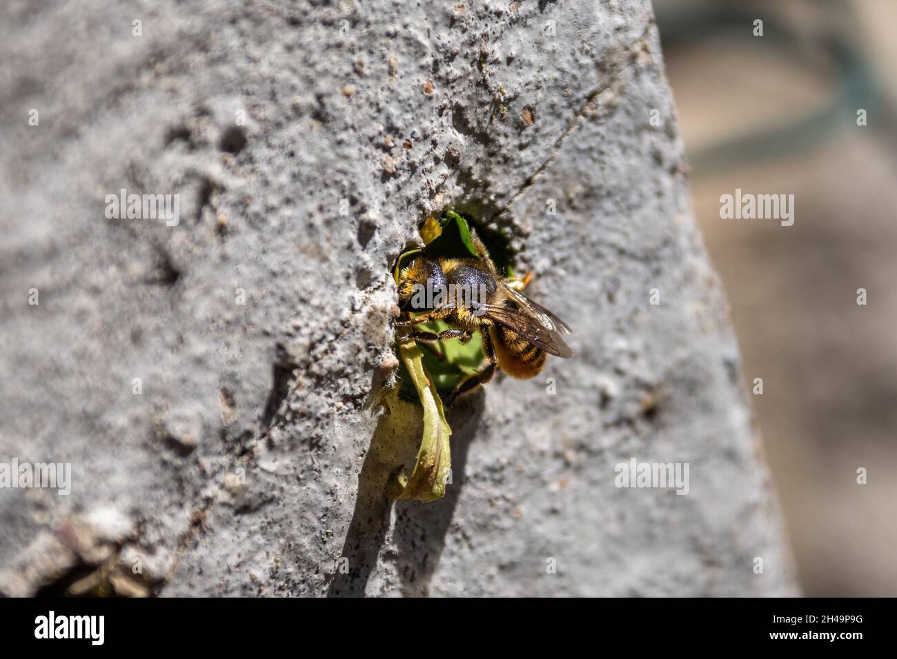 Un'ape femmina da taglio a foglia di Patchwork, Megachile centuncularis, che usa segmenti di foglie per sigillare il suo nido in un foro vuoto per vite in un palo di cemento Foto Stock