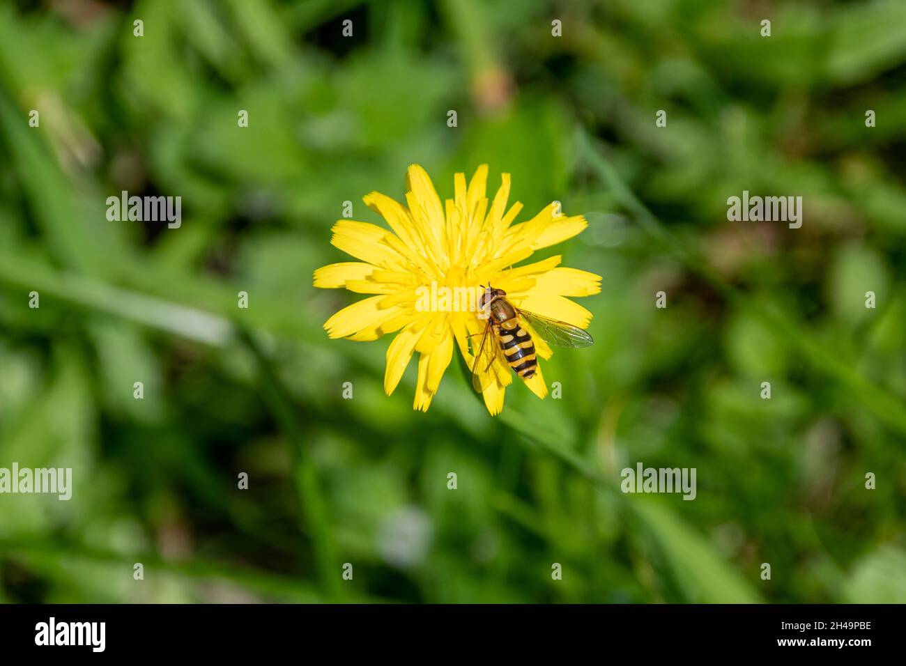 Un hoverfly comune, Syrphus ribesii, che riposa e si alimenta da un fiore giallo Hawkbit, Leontodon sp. Su uno sfondo di verde fogliame Foto Stock