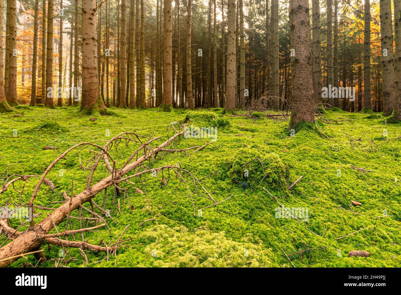 Colori caldi in una foresta autunnale come concetto per il cambiamento climatico, la temperatura naturale diventa calda e più calda. Foto Stock