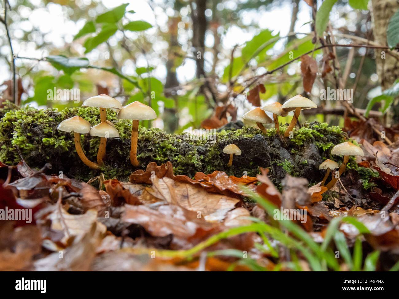 Hymenogastraceae fasciculare fungi, Arnside, Milnthorpe, Cumbria, Regno Unito Foto Stock