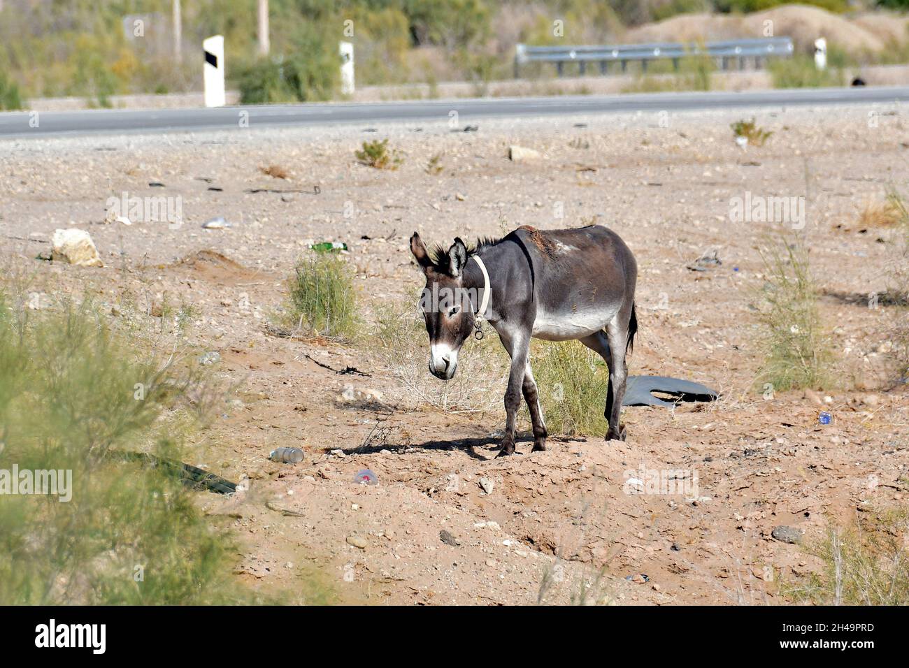 Asino, Hausesel, Âne commun, Equus africanus asinus, háziszamár deserto di Kyzylkum, Uzbekistan, Asia centrale Foto Stock