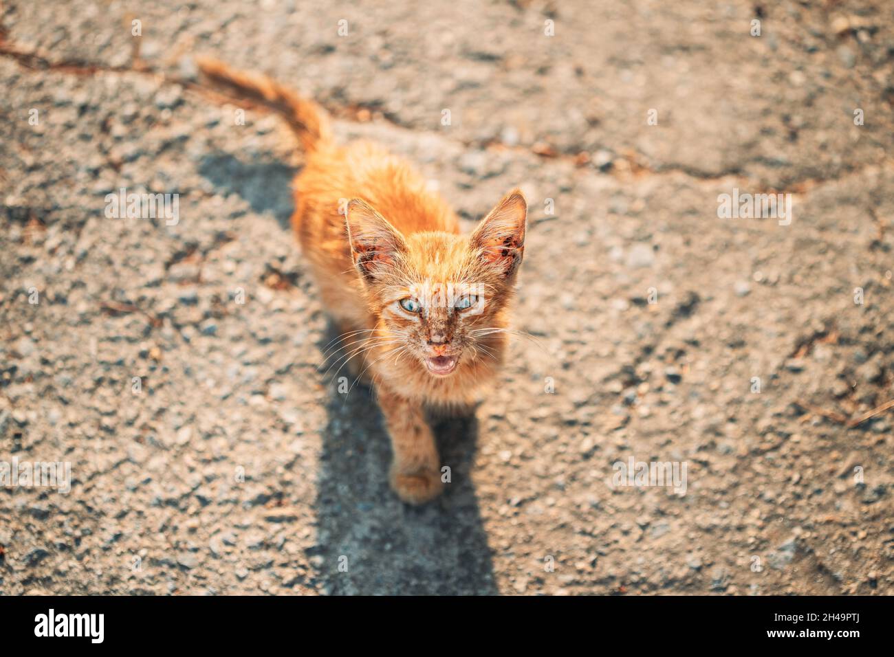 Il Red Kitten, sporco, torbido e malvente, si mordente in strada. Ginger Cat senza tetto all'aperto in strada Foto Stock