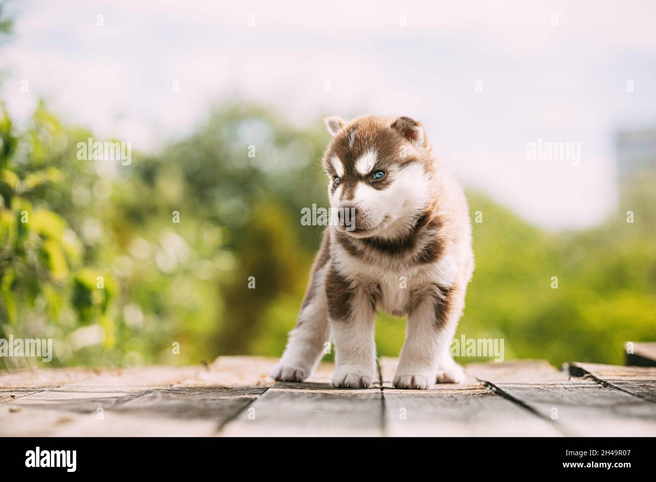 Puppy di colore bianco-marrone di quattro settimane Husky in piedi su terreno di legno. Foto Stock