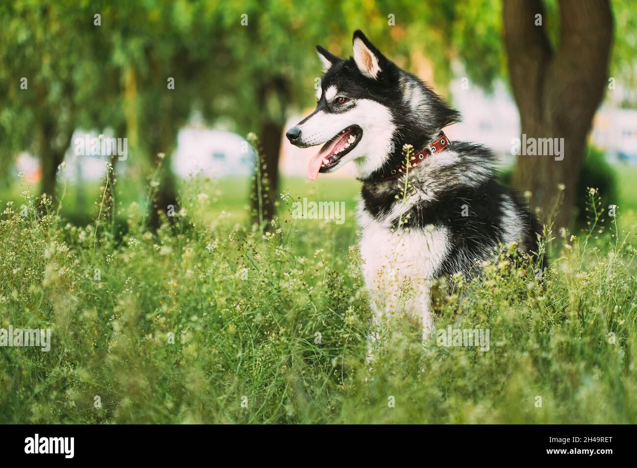 Husky Dog siede in estate Greeen Grass. Simpatico cane da compagnia Foto Stock