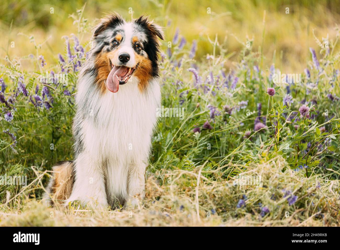 Simpatico cane Pastore Australiano Rosso e Bianco seduto in erba Verde con fiori in fiore viola. Aussie è una razza di cane di medie dimensioni che è stato Foto Stock