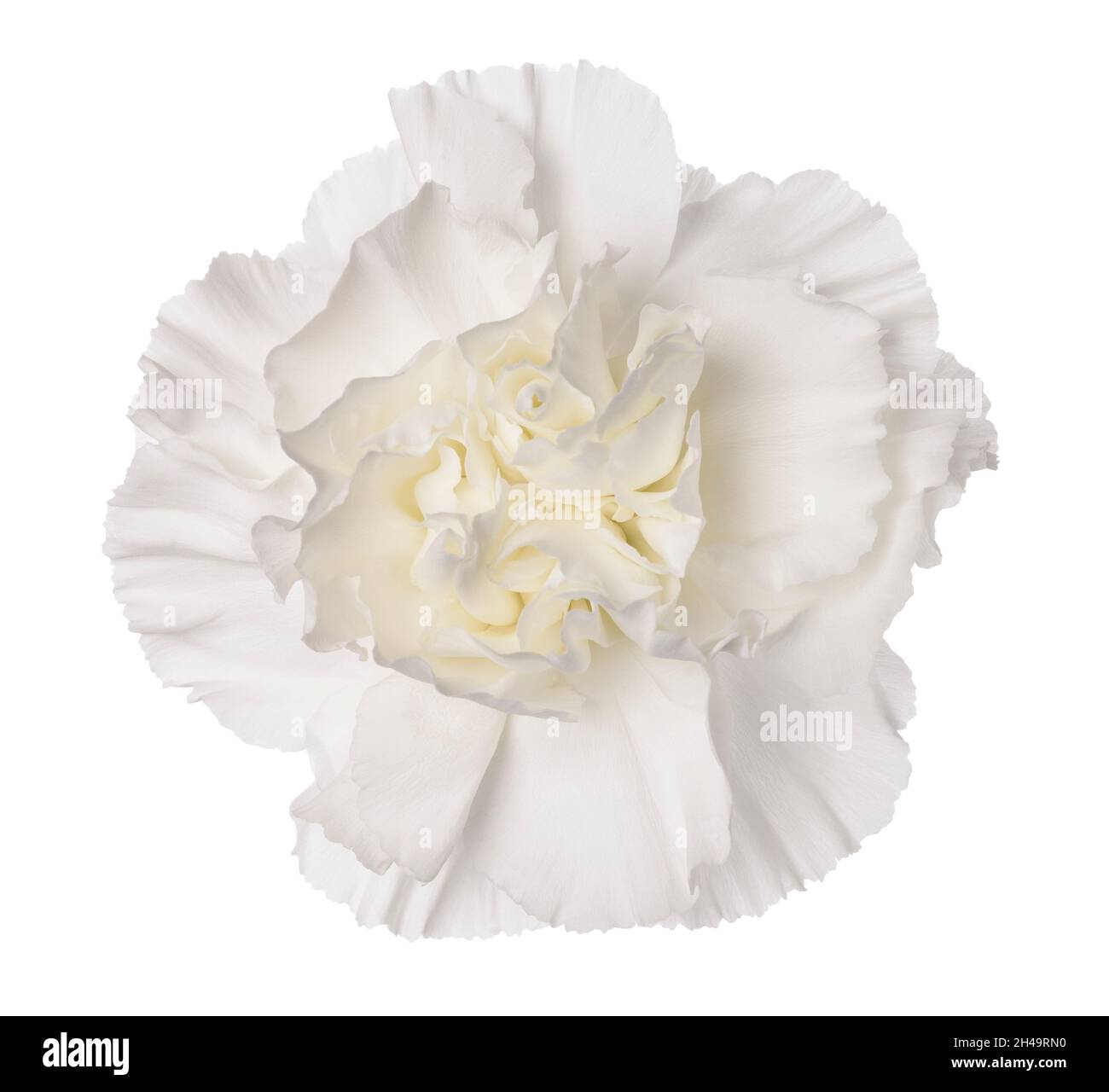 Dianthus bianco isolato su sfondo bianco Foto Stock