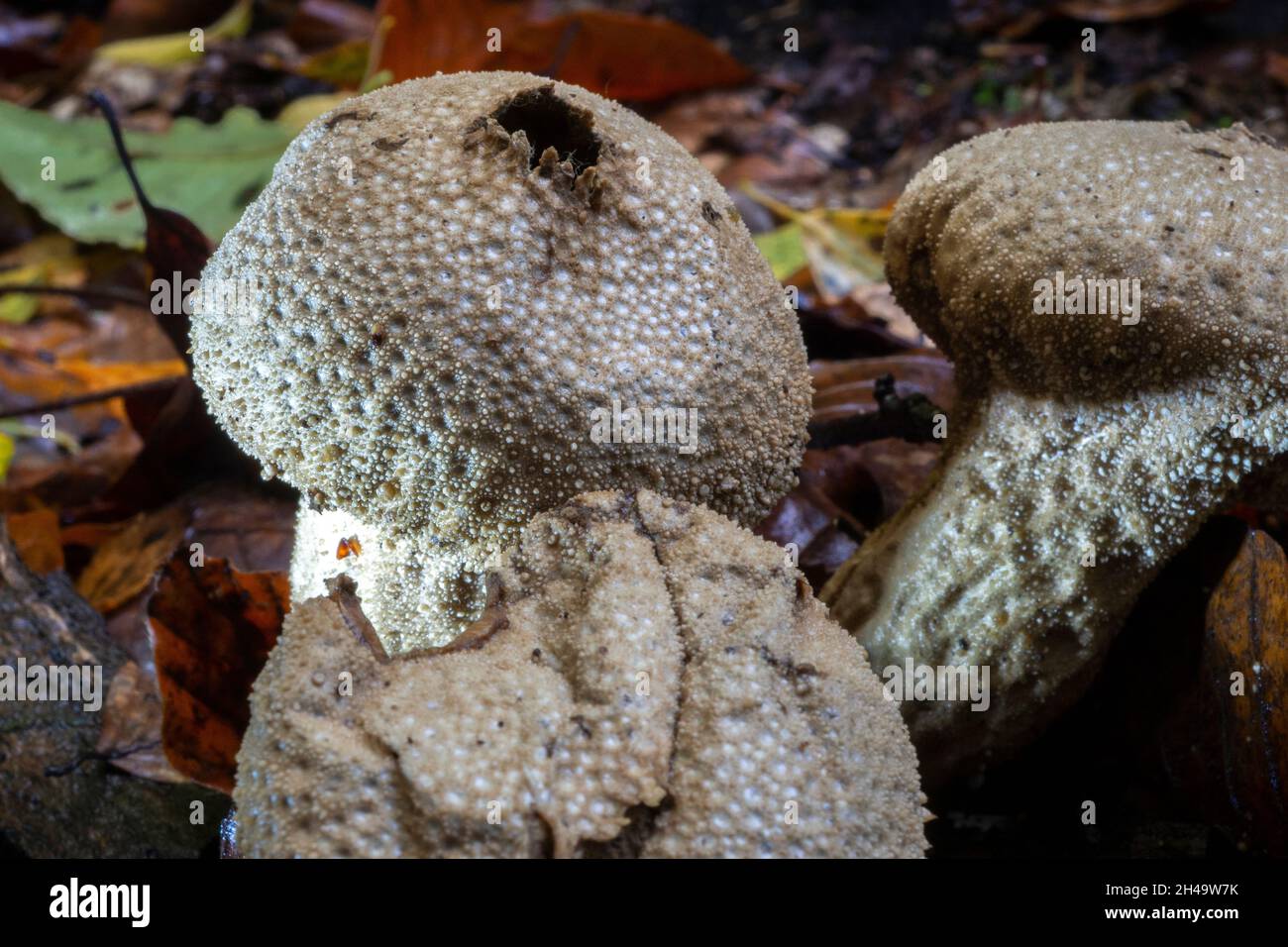 Fungo puffball moncone, post rilascio spore. Foto Stock