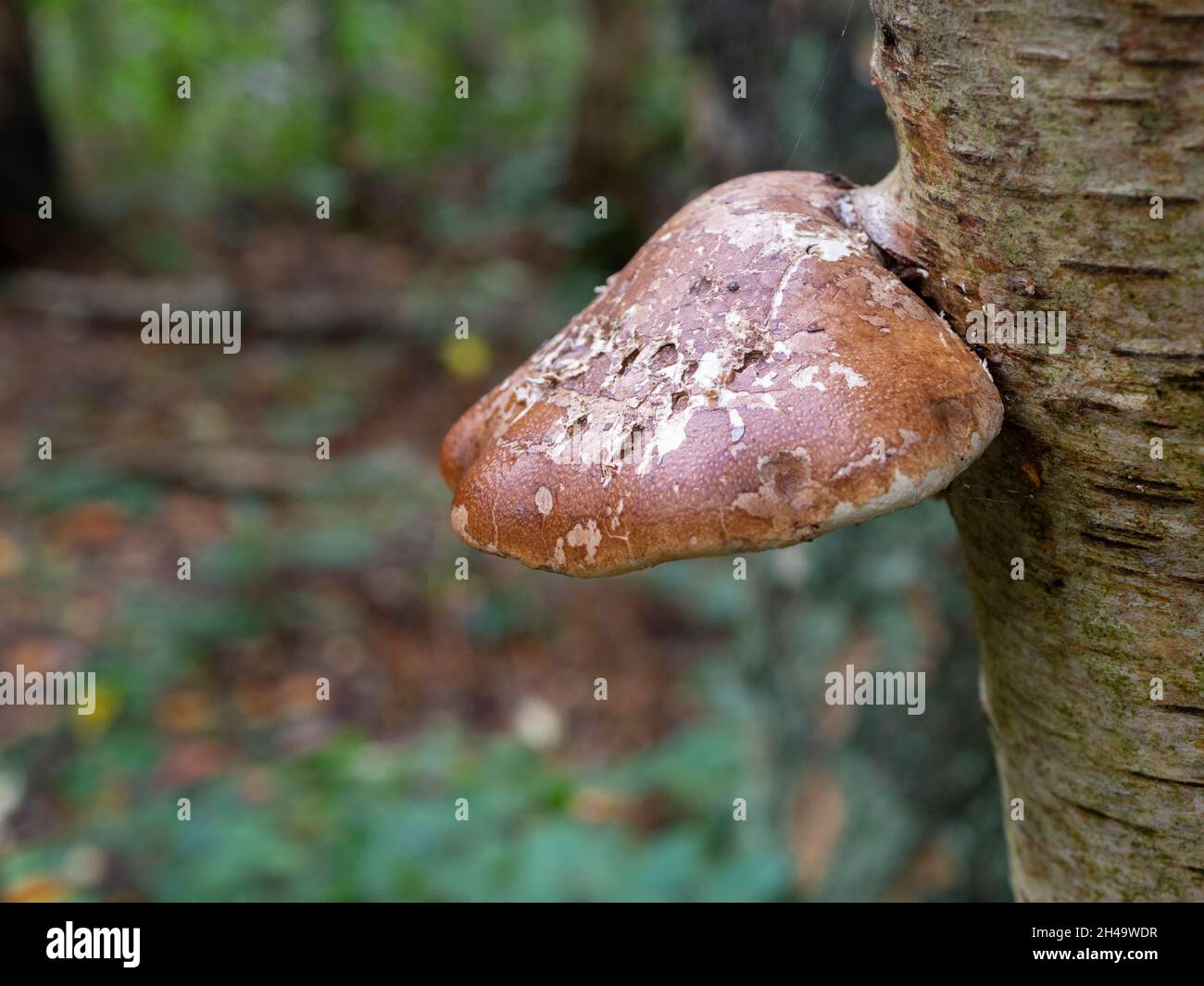 Polipo di betulla, fungo a staffa. Foto Stock