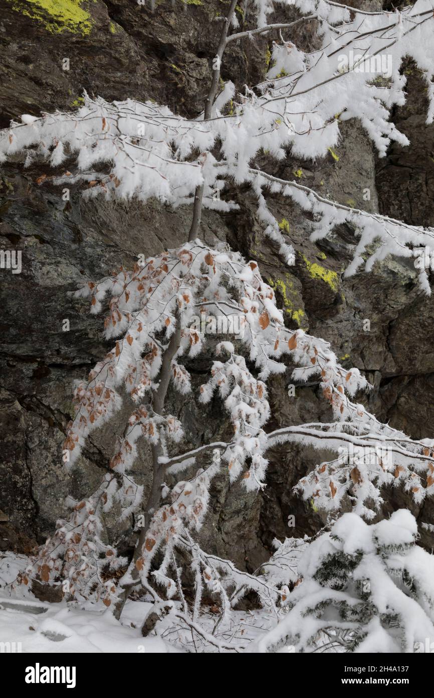 Angeschneite Aeste, rami innevati Foto Stock