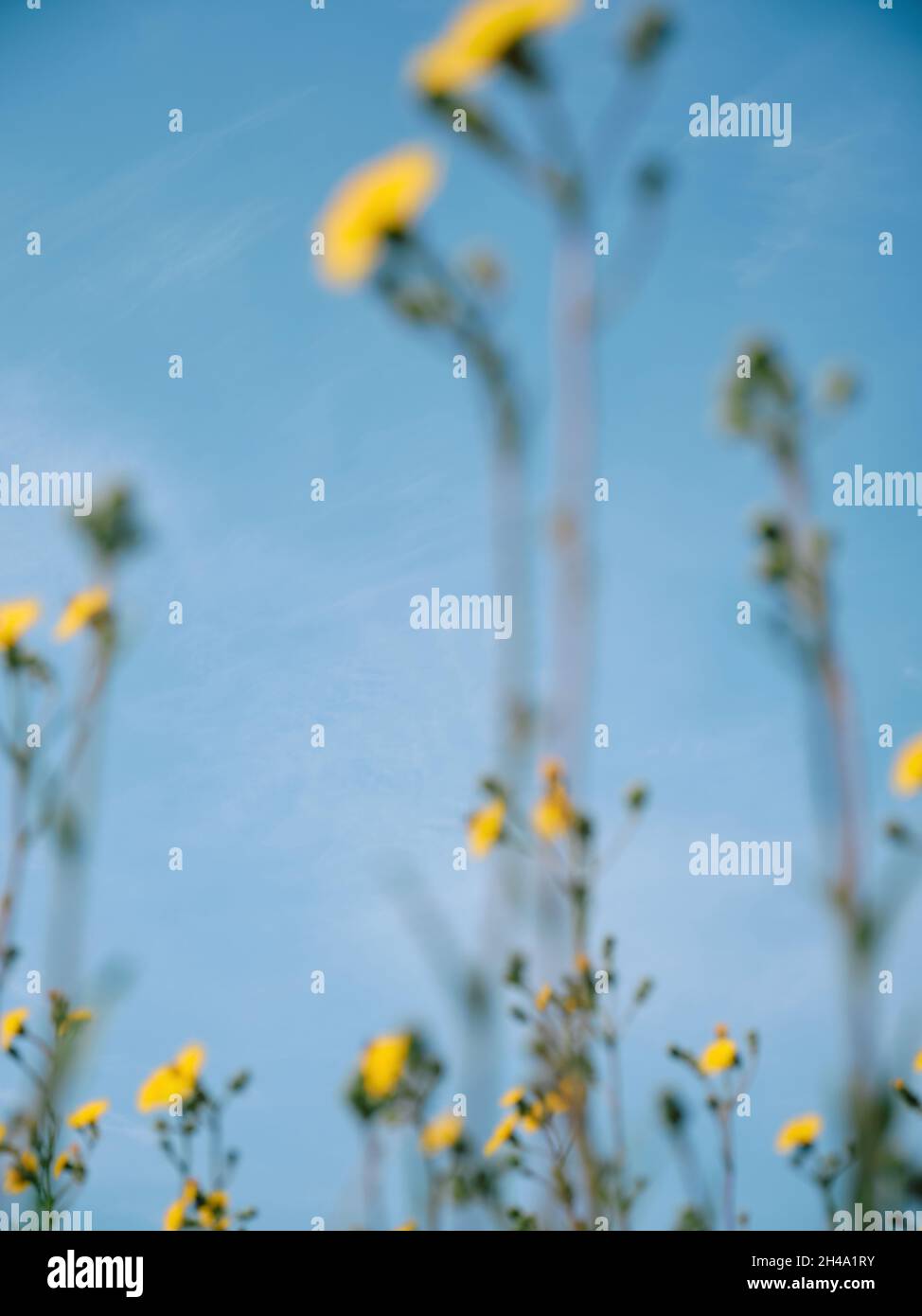 Giallo fiori selvatici estate fuori fuoco su un chiaro blu cielo estate natura sfondo. Foto Stock