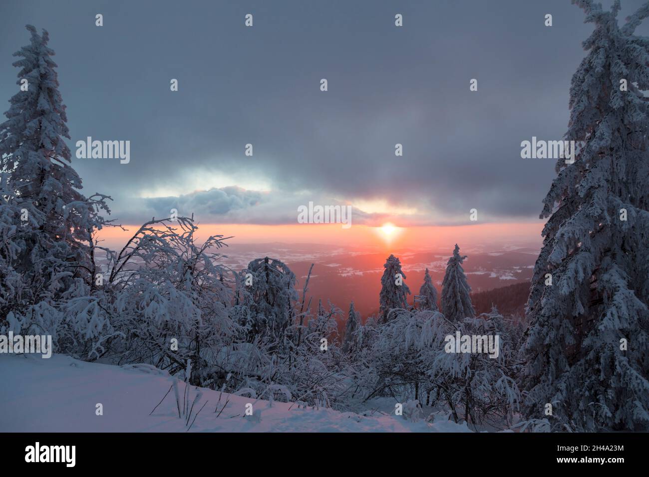 Dreisessel, Bayerischer Wald, Foresta Bavarese Foto Stock