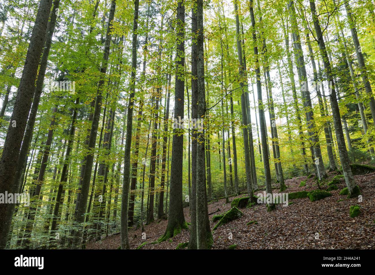 Buchenmischwald, foresta mista di faggio Foto Stock